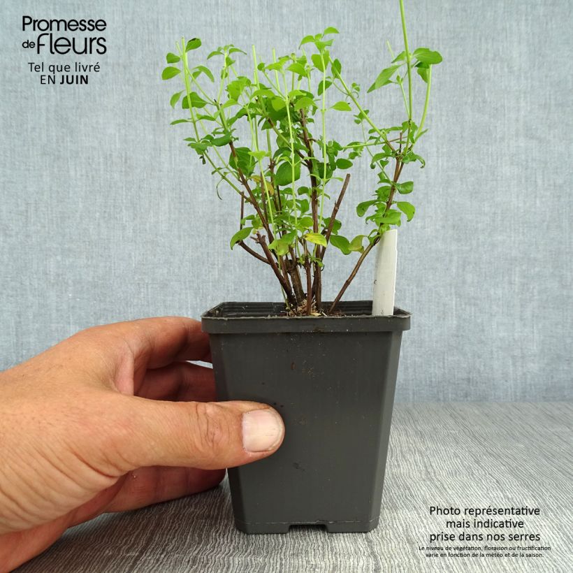 Calamintha nepeta - Calamint 8/9 cm pot sample as delivered in summer