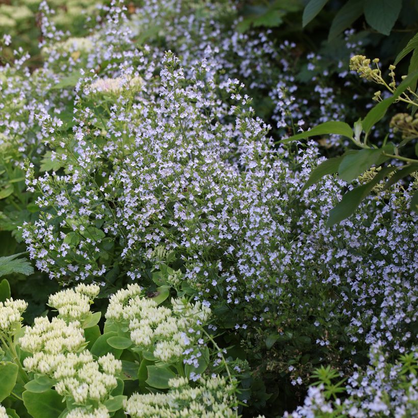 Calamintha nepeta - Calamint (Plant habit)