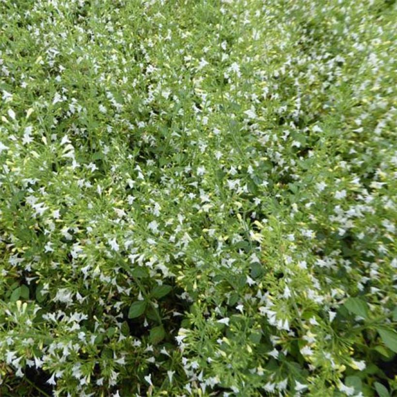 Calamintha nepeta Weisse Riese - Calamint (Flowering)