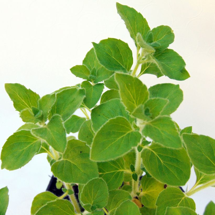 Calamintha nepeta Weisse Riese - Calamint (Foliage)