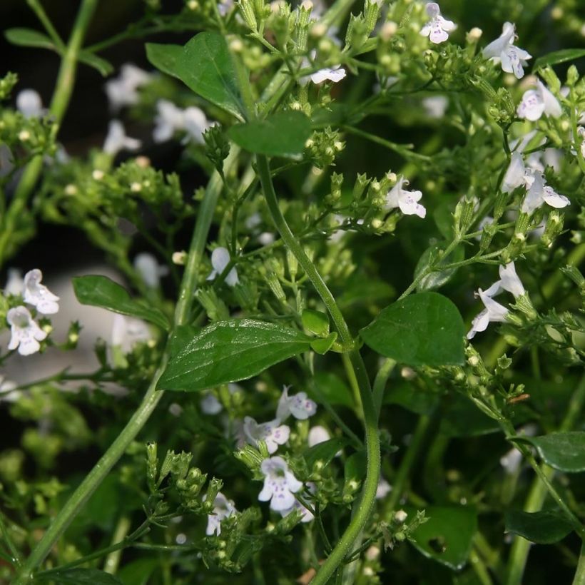 Calamintha nepeta White Cloud - Calamint (Foliage)