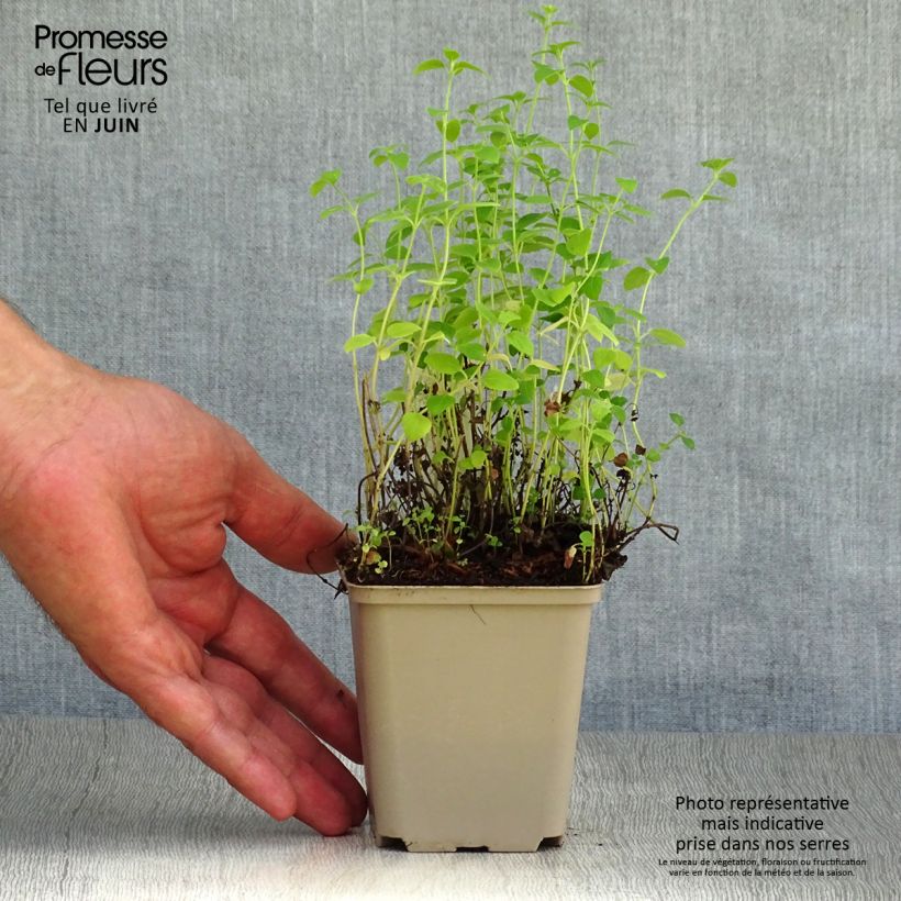 Calamintha nepeta White Cloud - Calamint 8/9 cm pot sample as delivered in summer