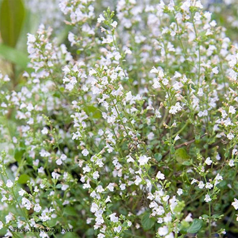 Calamintha sylvatica Menthe - Calamint (Flowering)