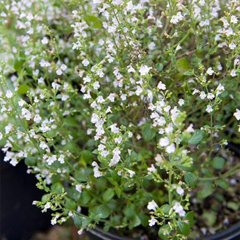 Calamintha sylvatica Menthe - Calamint (Plant habit)