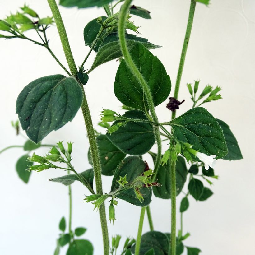 Calamintha sylvatica Menthe - Calamint (Foliage)