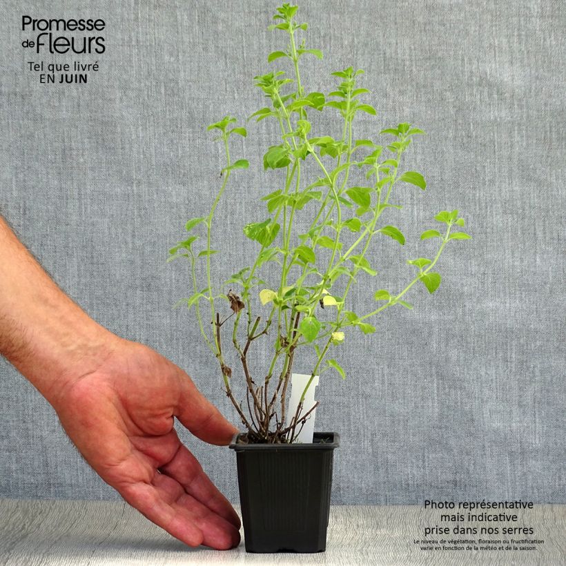 Calamintha sylvatica Menthe - Calamint 8/9 cm pot sample as delivered in summer