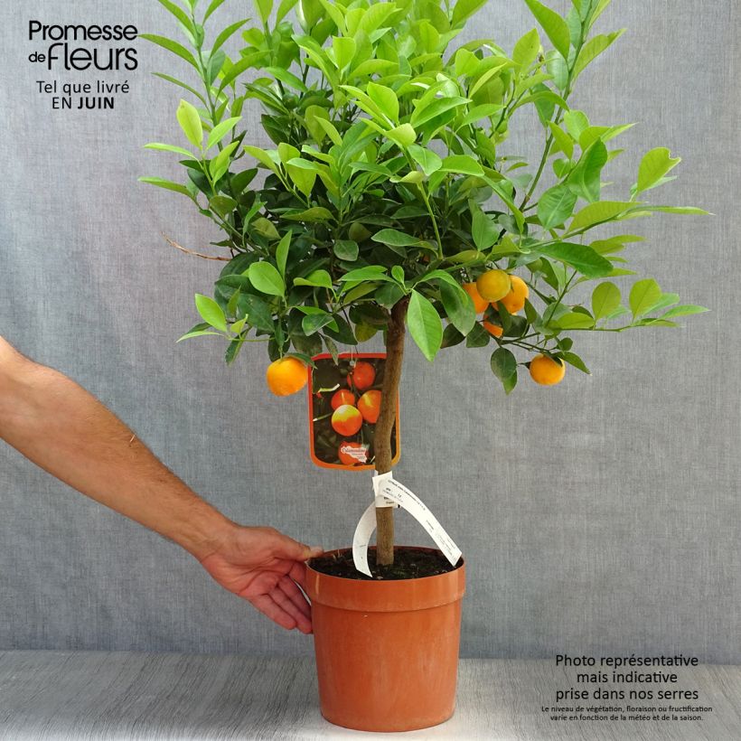 Calamondin - Citrus madurensis 4L/5L pot, Quarter standard sample as delivered in summer