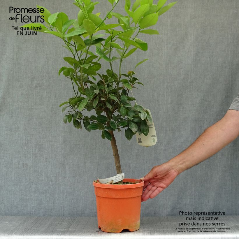 Calamondin - Citrus madurensis 6L/7L pot sample as delivered in summer