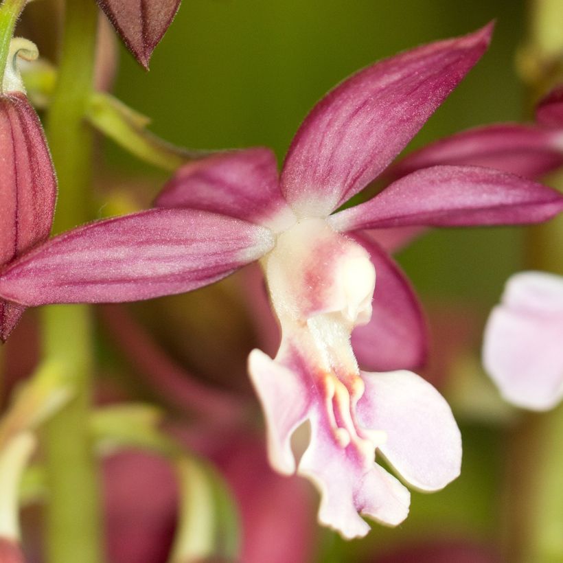 Calanthe Kozu - Garden orchid (Flowering)