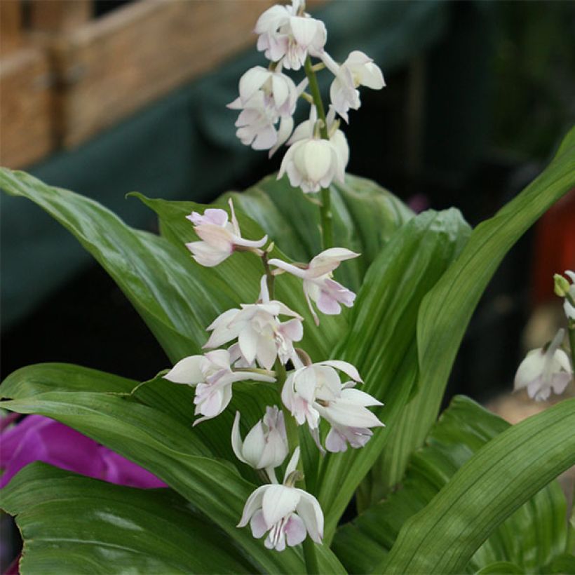 Calanthe aristulifera - Garden orchid (Flowering)