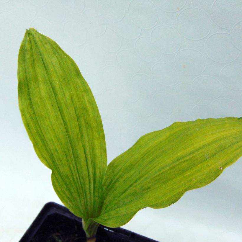 Calanthe sieboldii - Garden orchid (Foliage)