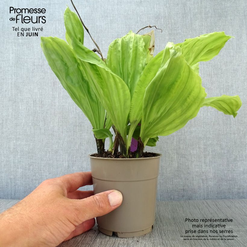 Calanthe sieboldii - Garden orchid 1L/1.5L pot sample as delivered in summer