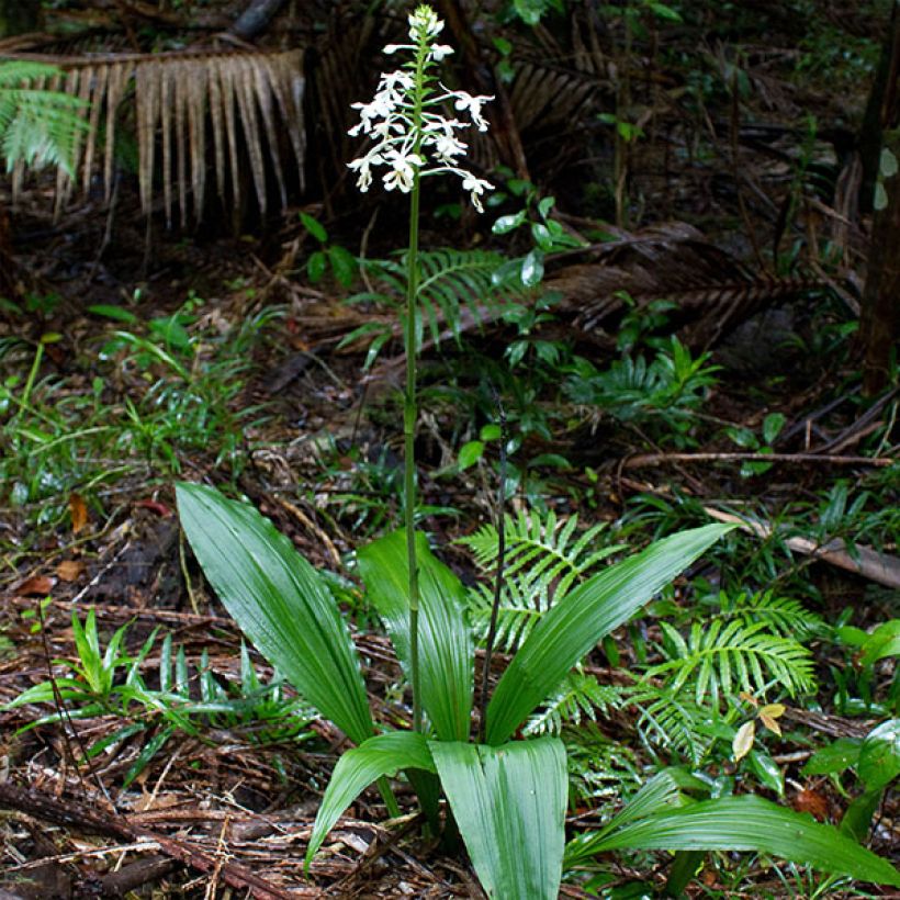 Calanthe triplicata - Garden orchid (Plant habit)