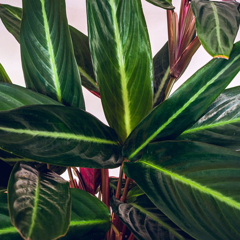 Calathea sanguinea - Stromanthe sanguinea (Foliage)