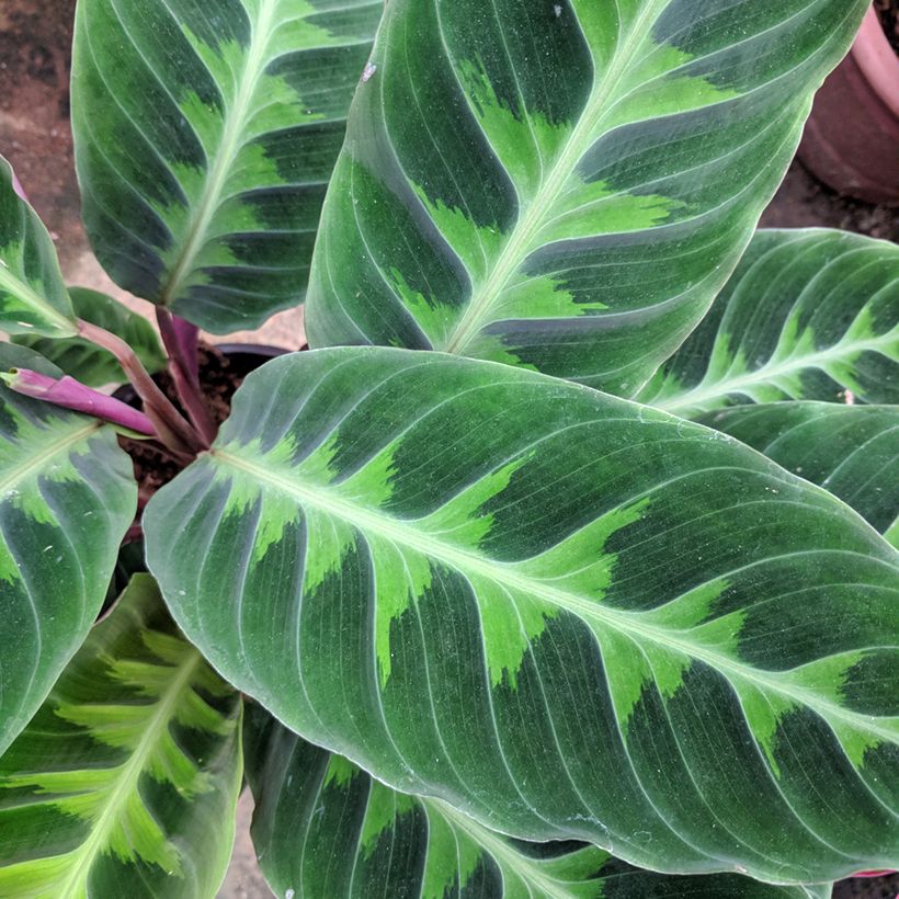 Calathea warscewiczii - Jungle velvet (Foliage)