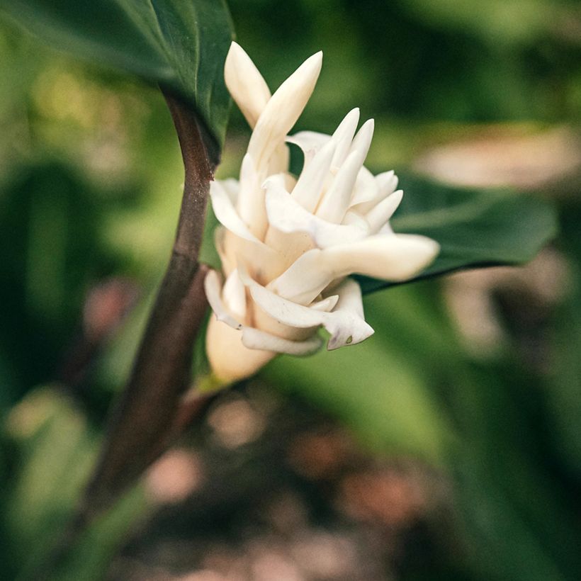 Calathea warscewiczii - Jungle velvet (Flowering)
