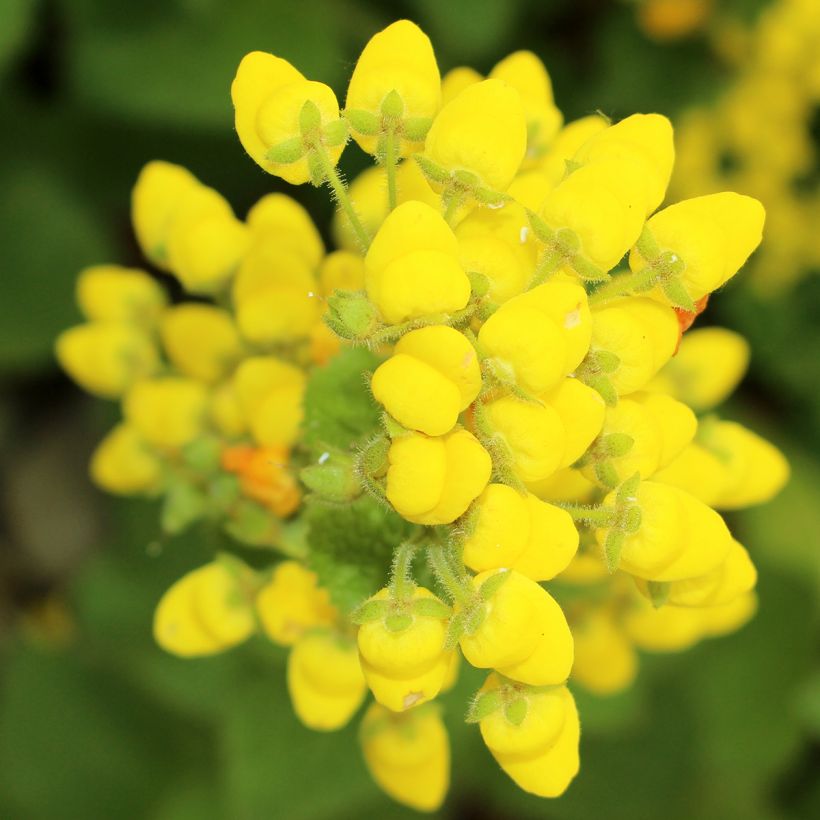 Calceolaria fiebrigiana (Flowering)