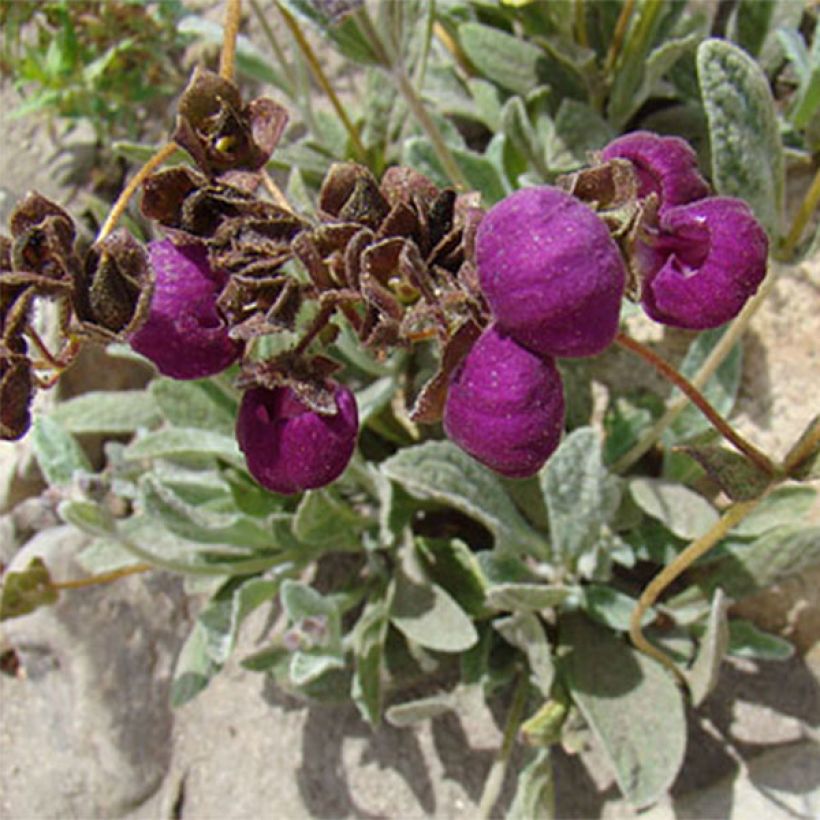 Calceolaria arachnoidea (Flowering)