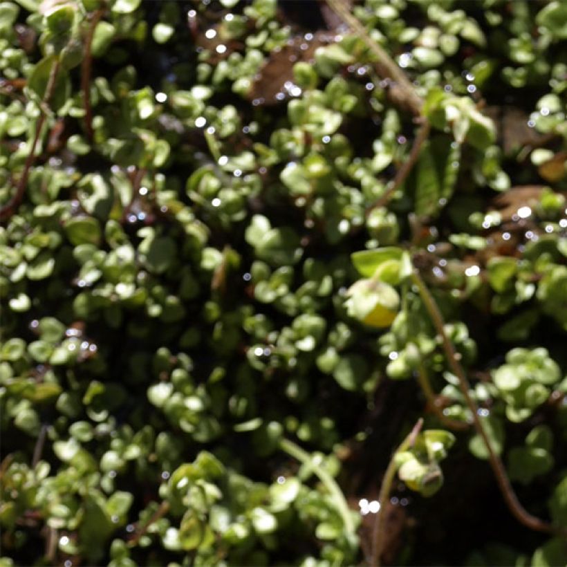 Calceolaria tenella (Foliage)