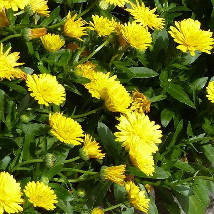 Calendula hybrida Powerdaisy Sunny (Flowering)