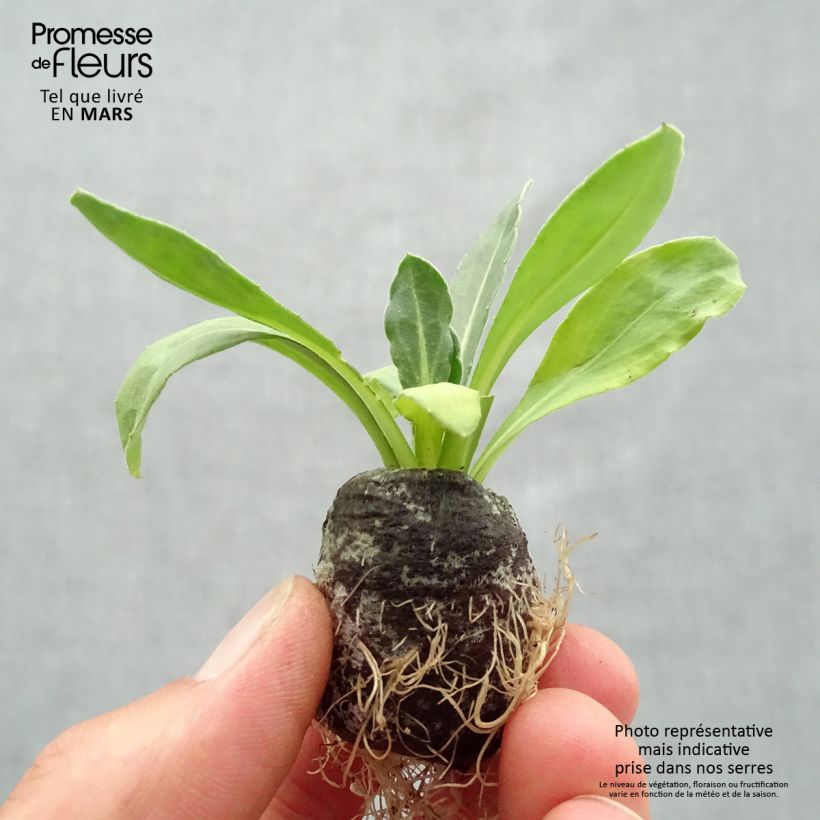 Calendula hybrida Powerdaisy Sunny Plug plant 3/4cm sample as delivered in spring