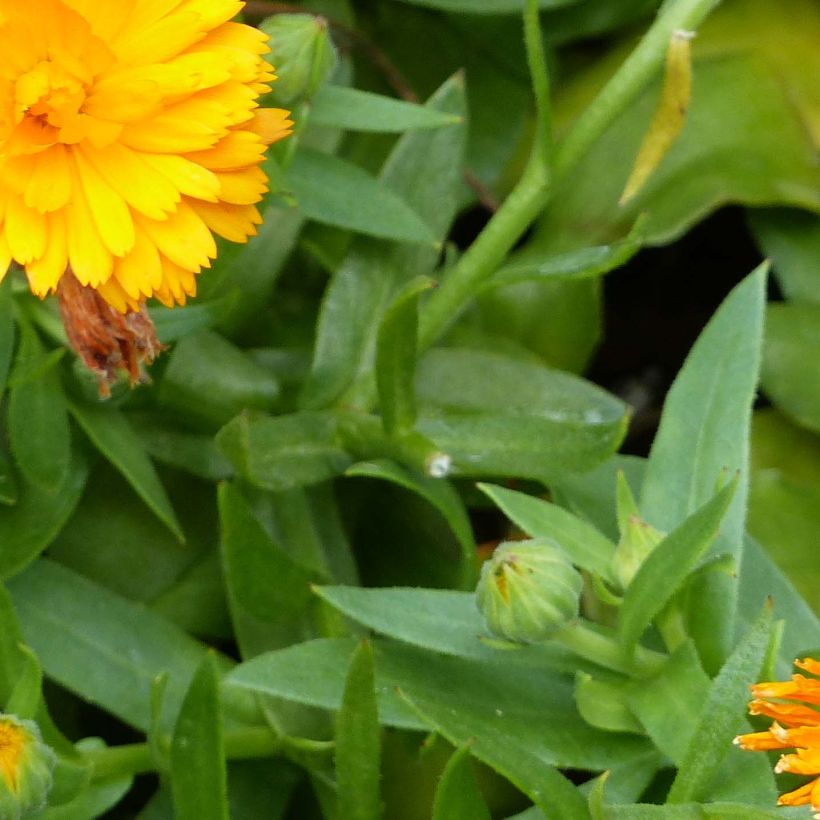 Calendula Powerdaisy Tango - Marigold (Foliage)