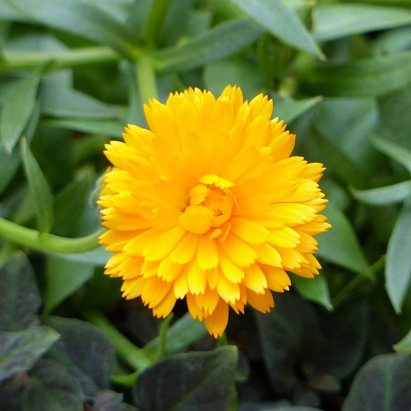 Calendula Powerdaisy Tango - Marigold (Flowering)
