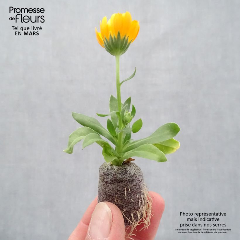 Calendula Powerdaisy Tango - Marigold Plug plant 3/4cm sample as delivered in spring