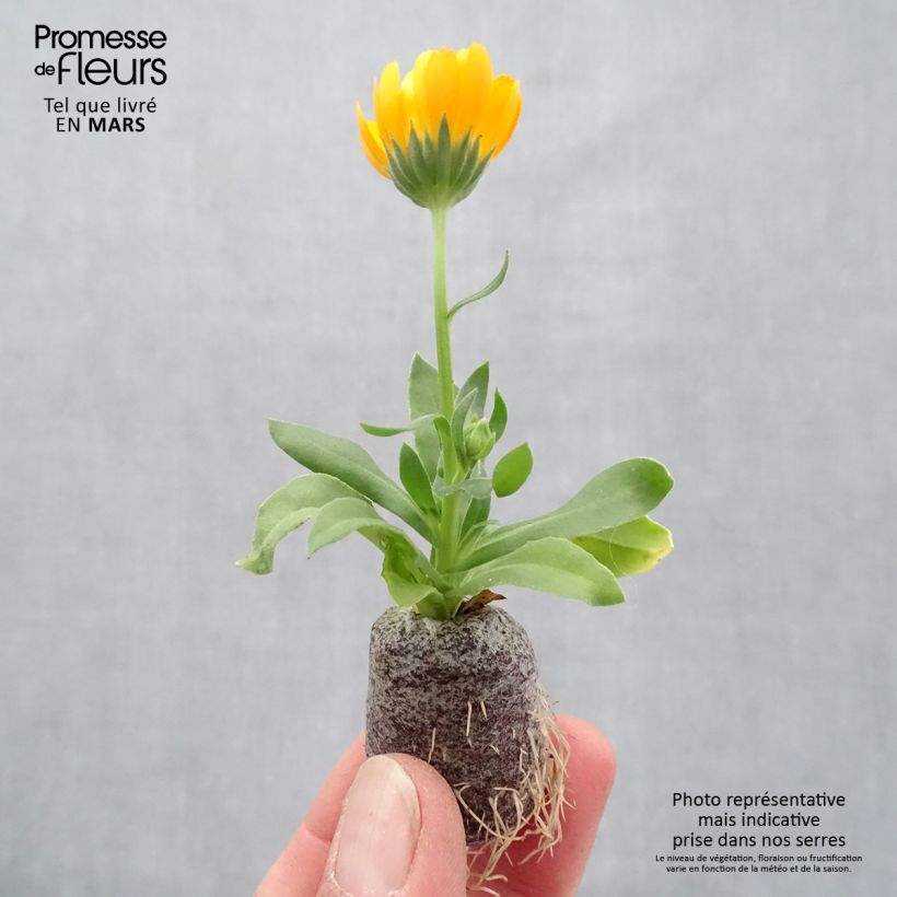 Calendula Powerdaisy Tango - Marigold sample as delivered in spring