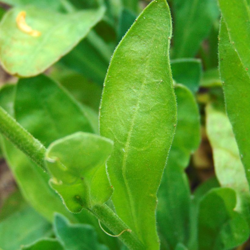 Calendula officinalis Seeds - Pot Marigold (Foliage)