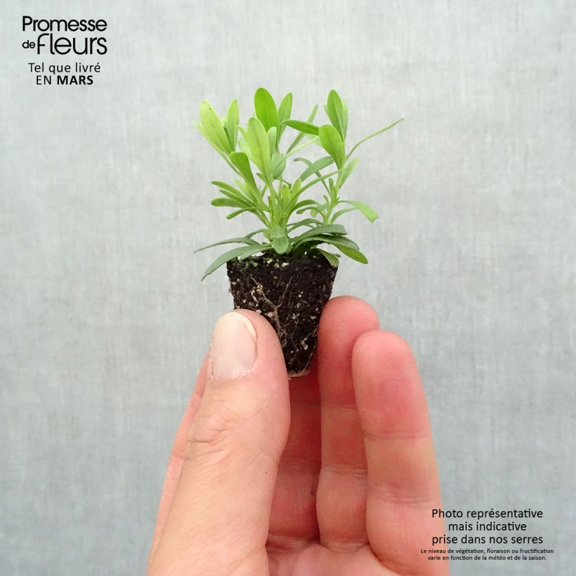 Calibrachoa Can-Can Rosies Blue - Double Mini-Petunia Plug plant 3/4cm sample as delivered in spring