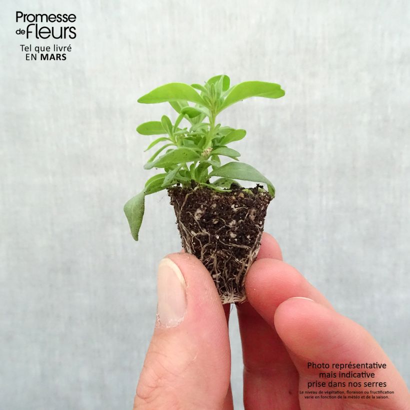 Calibrachoa Can-Can Rosies Pink - Double Mini-Petunia Plug plant 3/4cm sample as delivered in spring