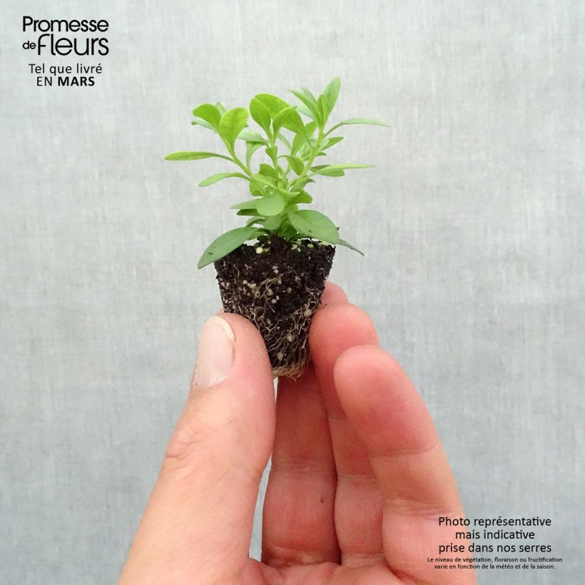 Calibrachoa Can-Can Rosies Pink Vein - Double Mini Petunia Plug plant 3/4cm sample as delivered in spring