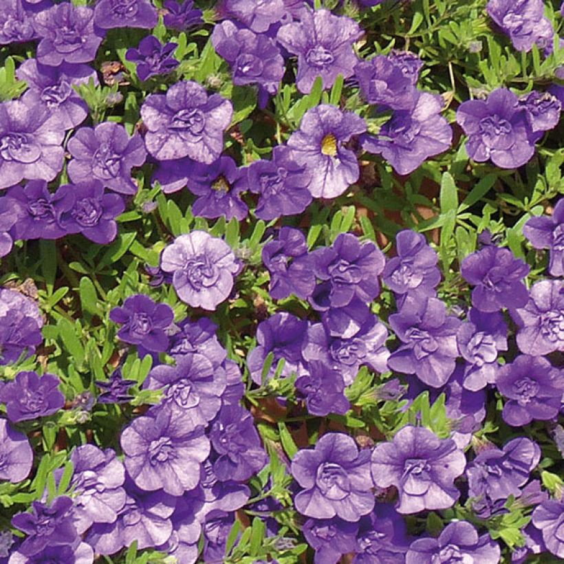 Calibrachoa Can-Can Rosies Blue - Double Mini-Petunia (Flowering)