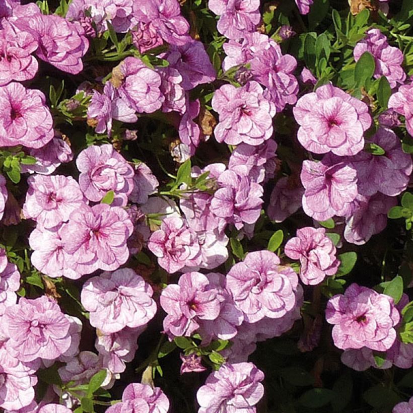 Calibrachoa Can-Can Rosies Pink Vein - Double Mini Petunia (Flowering)