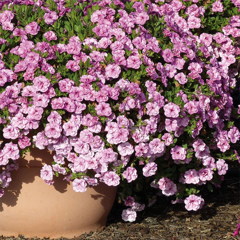 Calibrachoa Can-Can Rosies Pink Vein - Double Mini Petunia (Plant habit)