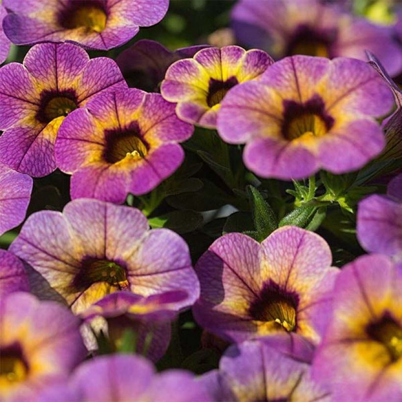 Calibrachoa Chameleon Blueberry Scone - Mini-Petunia (Flowering)