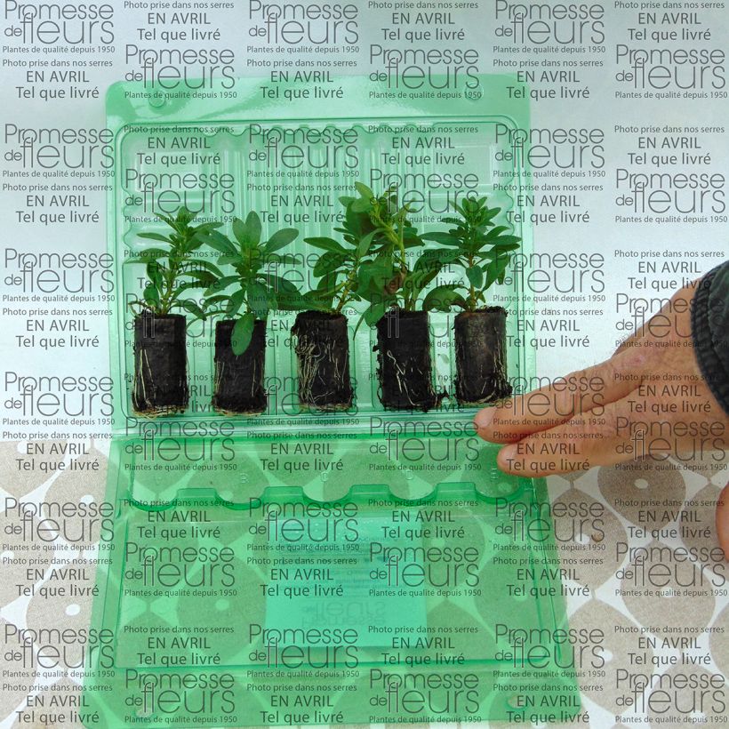 Example of Calibrachoa Chameleon Blueberry Scone - Mini-Petunia Plug plant 3/4cm specimen as delivered