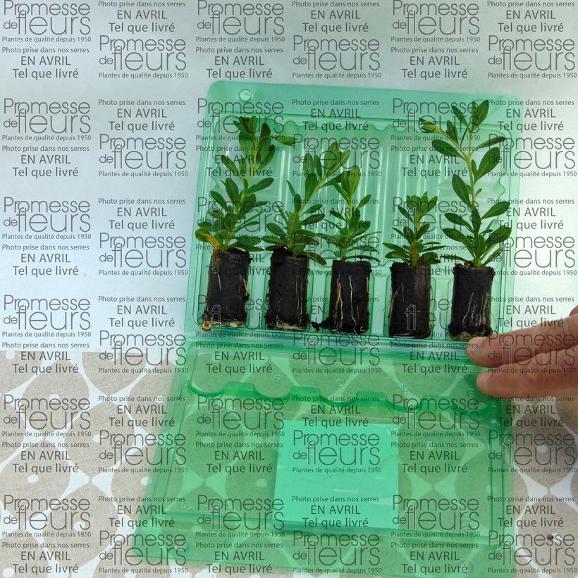 Example of Calibrachoa Chameleon Double Pink Yellow - Mini-Petunia Plug plant 3/4cm specimen as delivered