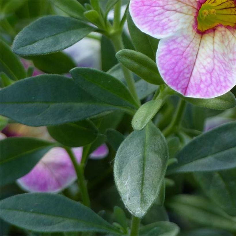 Calibrachoa Chameleon Pink Passion - Mini-Petunia (Foliage)