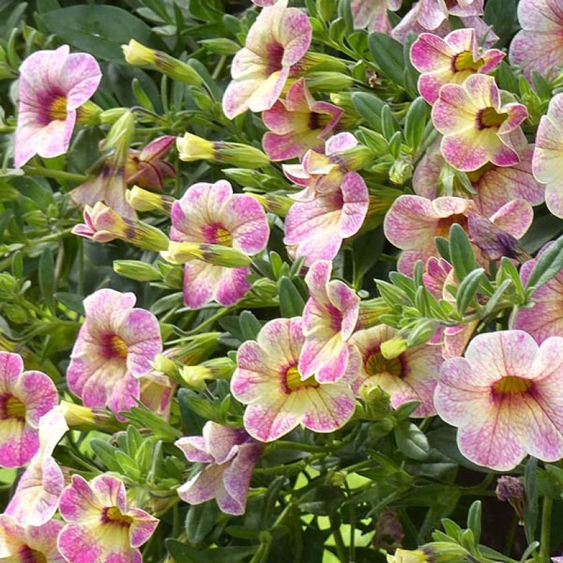 Calibrachoa Chameleon Pink Passion - Mini-Petunia (Flowering)