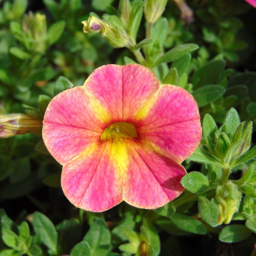 Calibrachoa Chameleon Sunshine Berry - Mini-Petunia (Flowering)