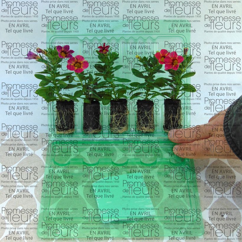 Example of Calibrachoa Chameleon Sunshine Berry - Mini-Petunia Plug plant 3/4cm specimen as delivered
