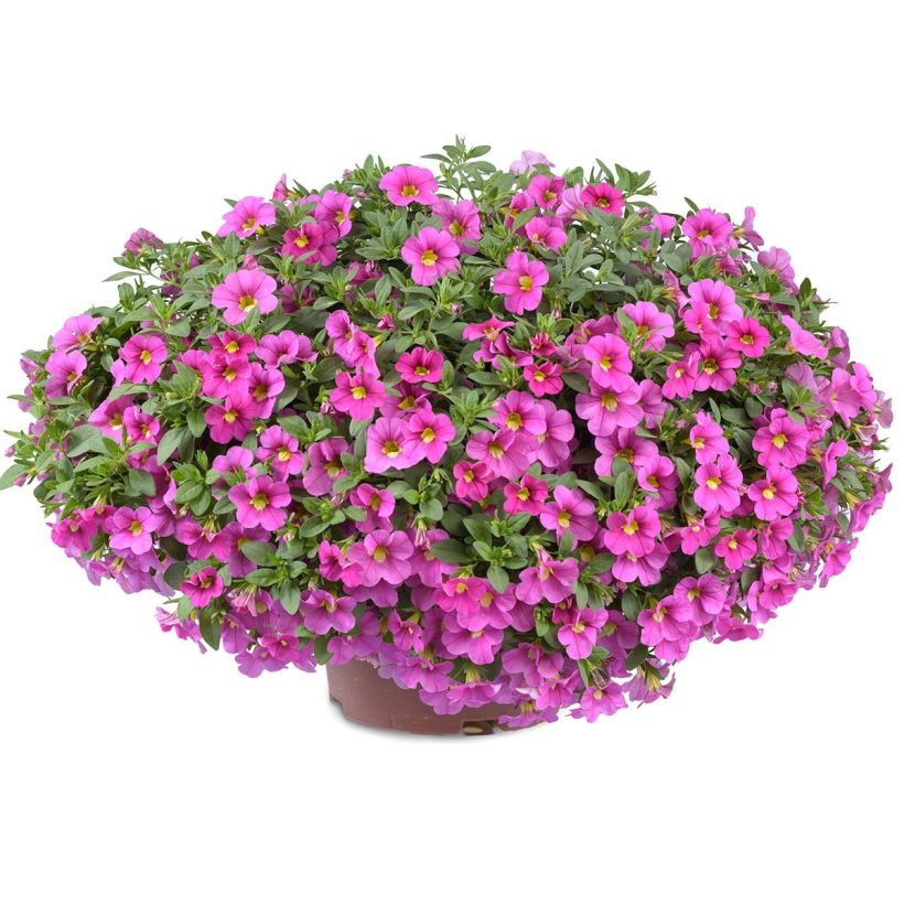 Calibrachoa Noa Bubblegum - Mini-Petunia (Plant habit)