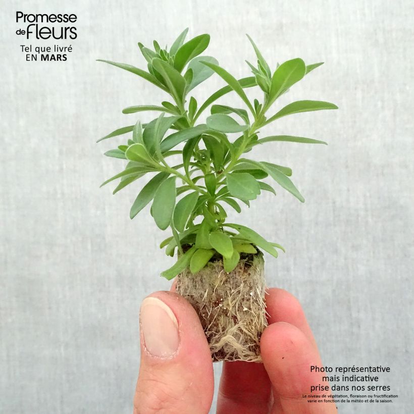 Calibrachoa Lia Dark Red - Mini-Petunia Plug plant 3/4cm sample as delivered in spring