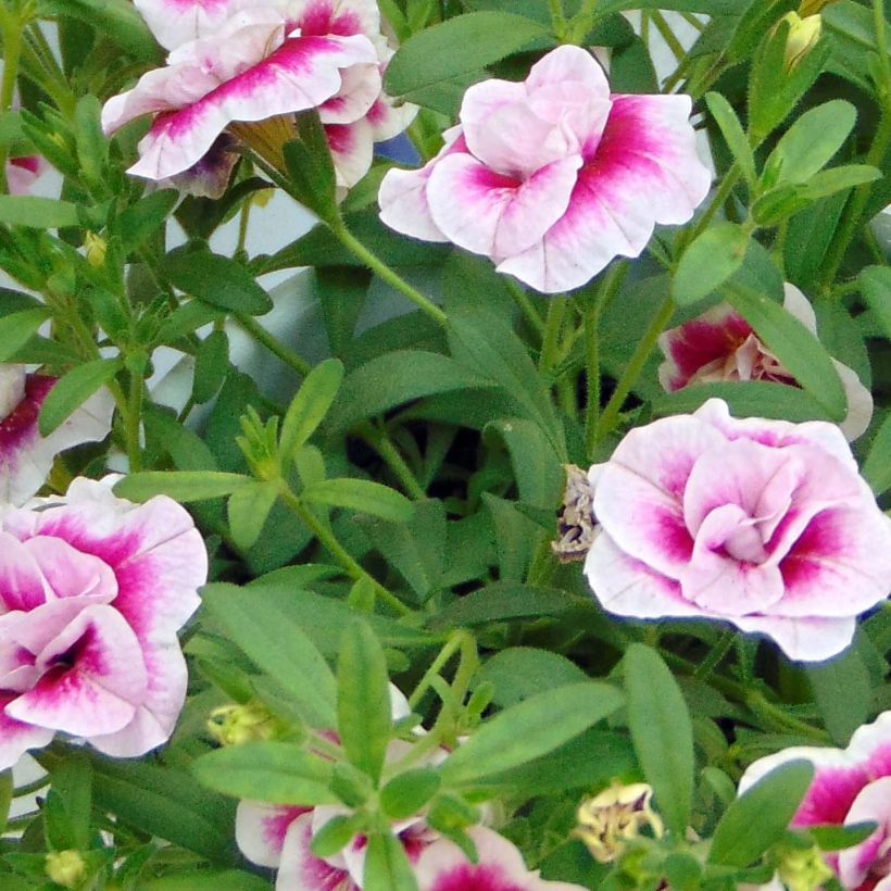 Calibrachoa MiniFamous Double PinkTastic - Double Mini-Petunia (Foliage)