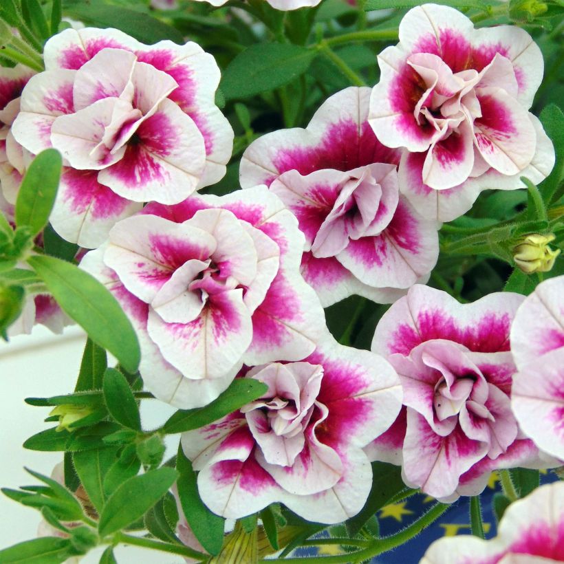 Calibrachoa MiniFamous Double PinkTastic - Double Mini-Petunia (Flowering)