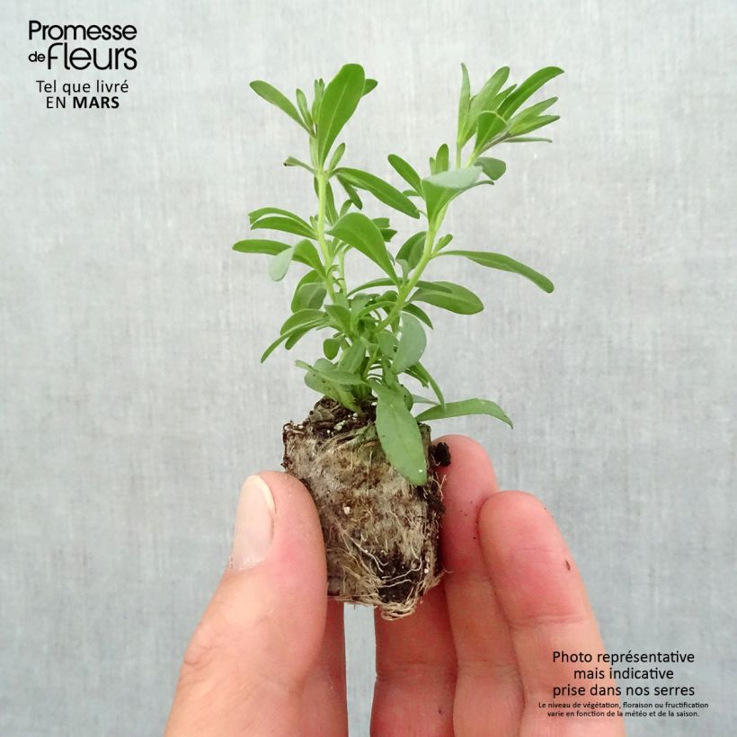 Calibrachoa MiniFamous Double PinkTastic - Double Mini-Petunia Plug plant 3/4cm sample as delivered in spring