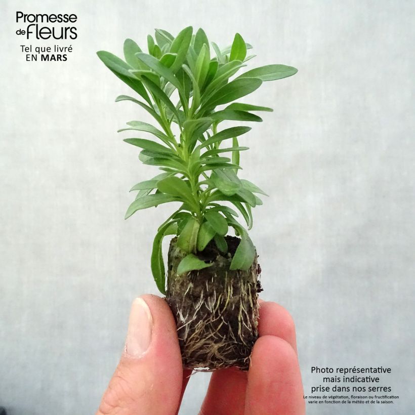 Calibrachoa Neo Double OrangeTastic - Mini-Petunia Plug plant 3/4cm sample as delivered in spring