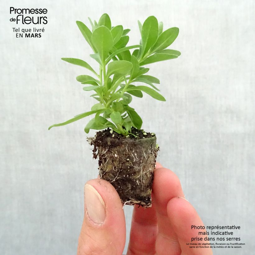 Calibrachoa hybrida Noa Almond Blossom Plug plant 3/4cm sample as delivered in spring